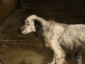 Setter Anglais TOUPIE DES PICS LUCHONNAIS Setter Anglais TOUPIE DES PICS LUCHONNAIS